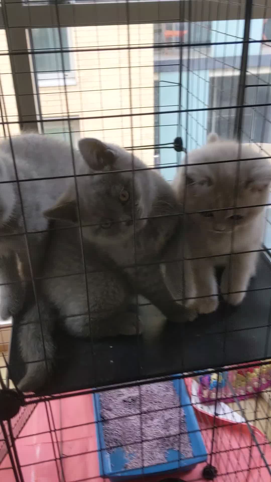 British Shorthair cats for sale: British Shorthairs 2 boys 1 girl - Video 1