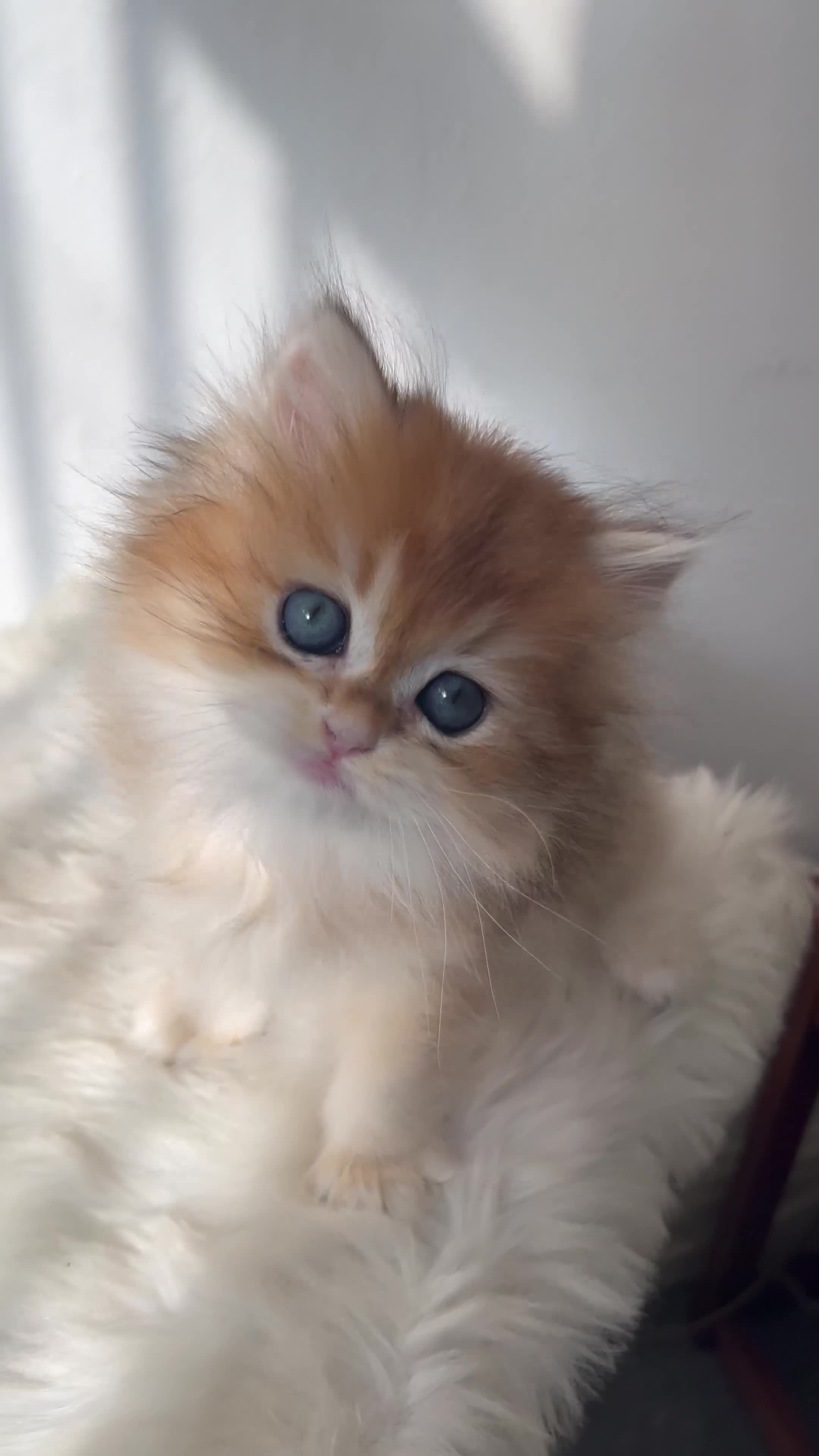 British Longhair cats for sale: 👑 GCCF Champion Line British Kittens 🐾 - Video 5