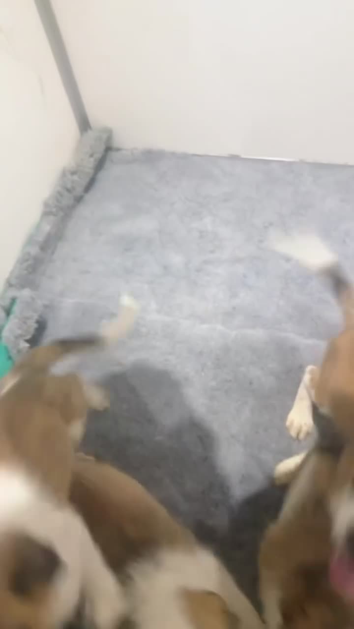 Saint Bernard dogs for sale: Saint Bernard puppies for sale - Video 1