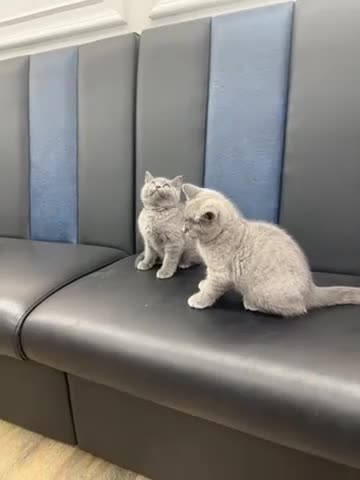 Brazilian Shorthair cats for sale: British shorthair blue kittens -microhipped&health - Video 1