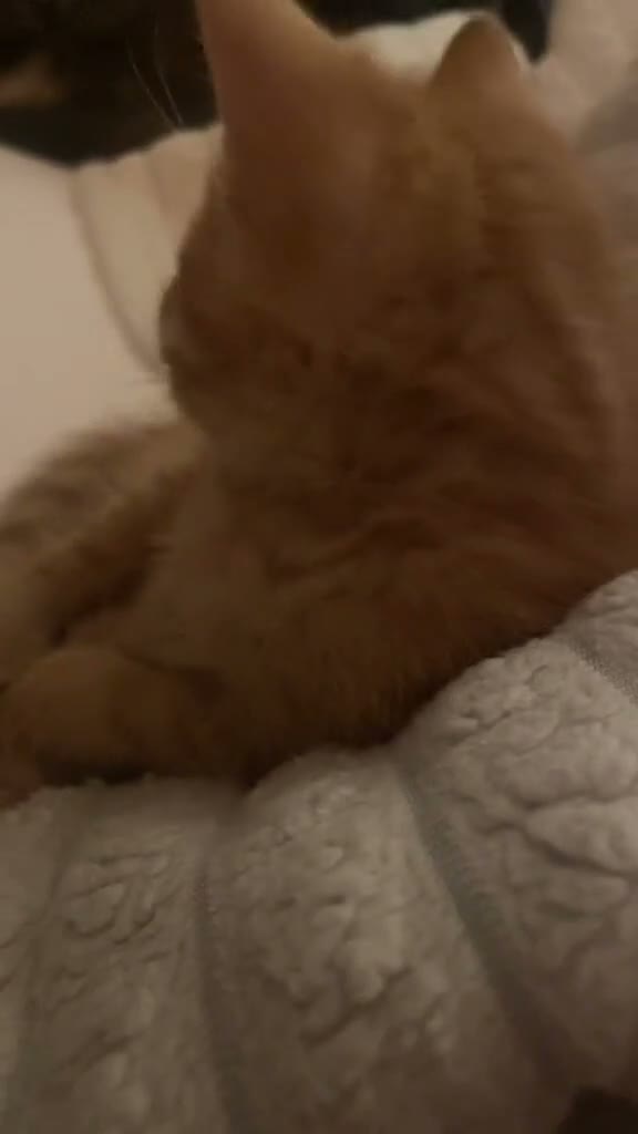 Mixed Breed cats for sale: Ginger babies for rehoming  in Peterborough - Video 2