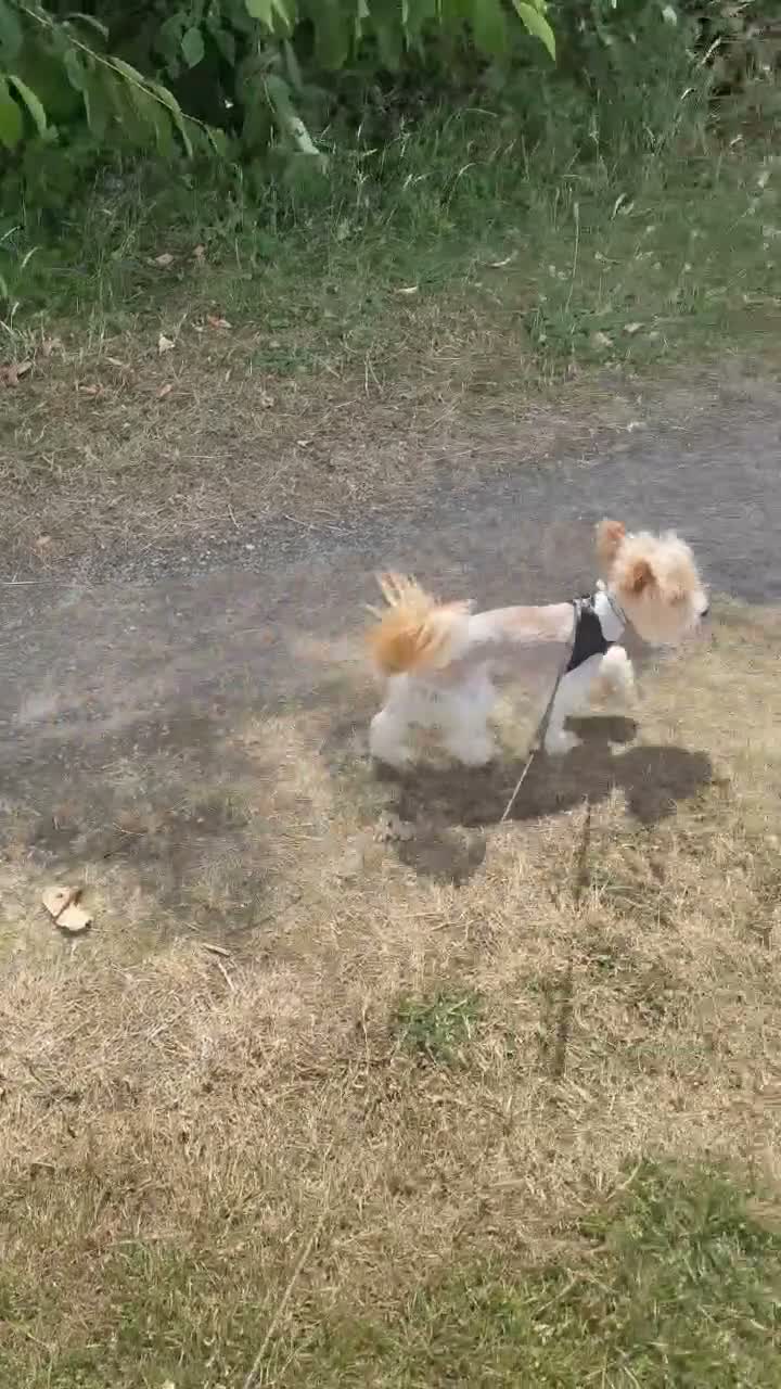 Yorkshire Terrier dogs for sale: 🌸🌸 Miniature Yorkshire Terrier Girl 🌸🌸 - Video 1