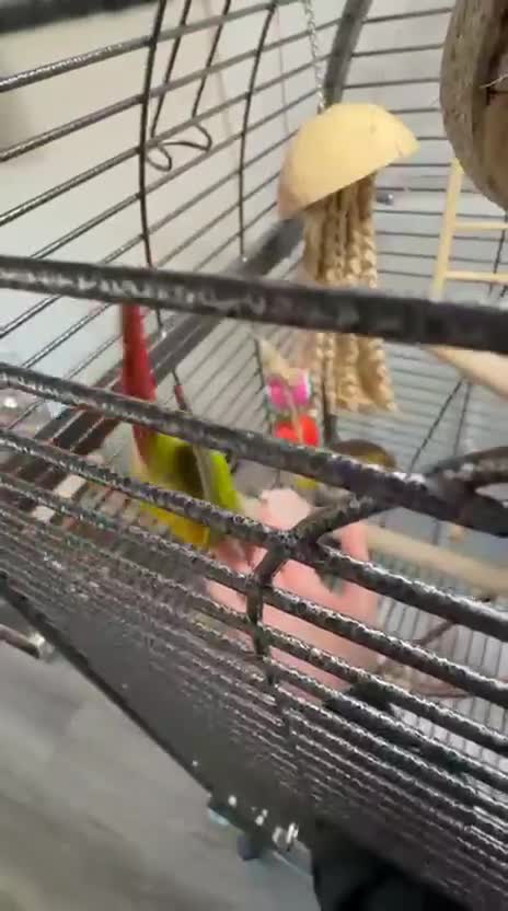 Conures birds for sale: Green cheek conure 11months for sale £500  - Video 2