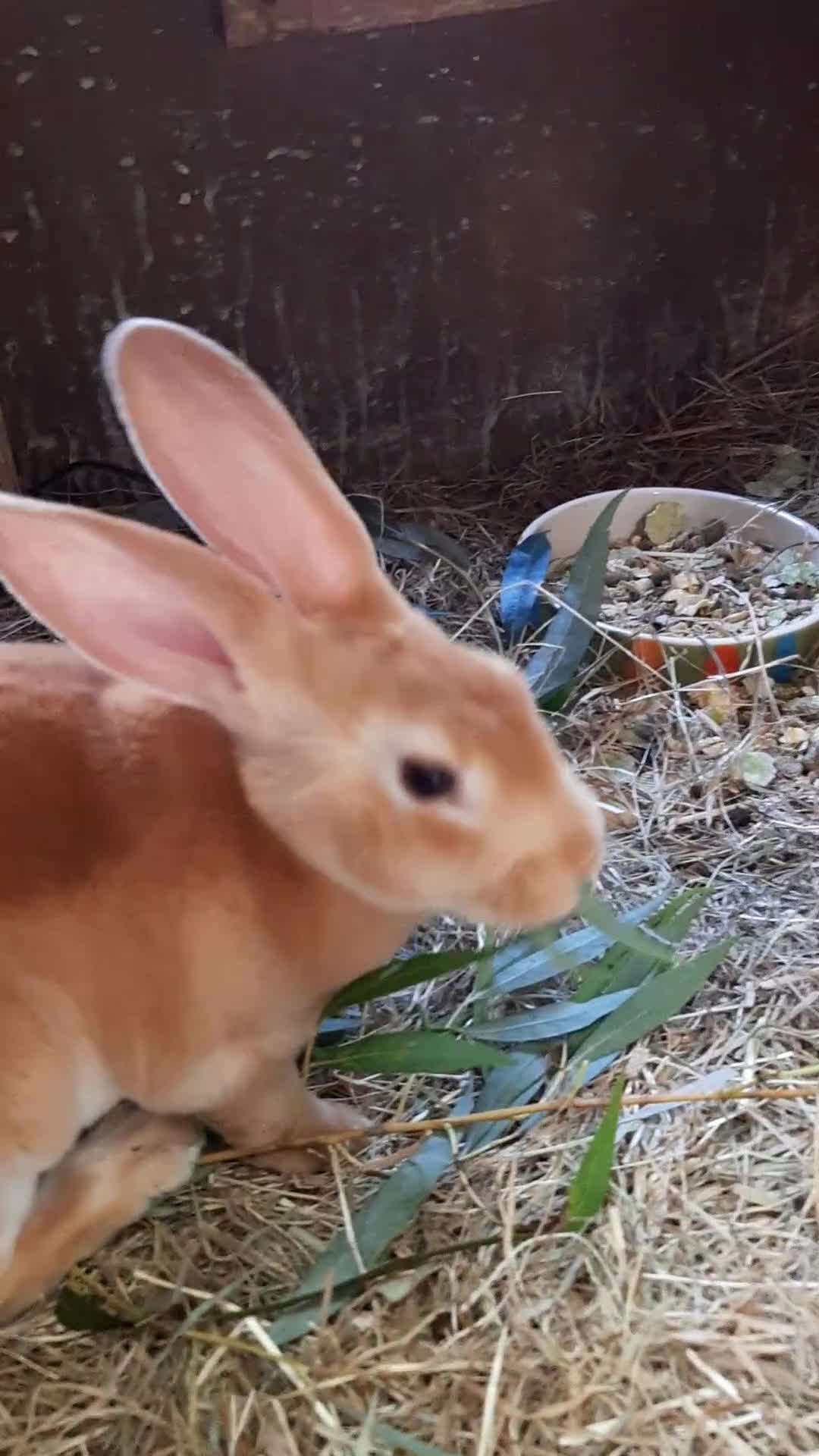 Rex rabbits for sale: Standard orange rex females - Video 1