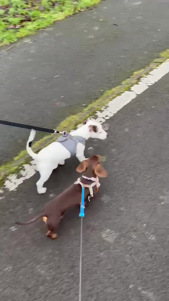 Jack Russell dogs for sale: Male jack Russell, Jax 8 months old  in Caerphilly - Video 1