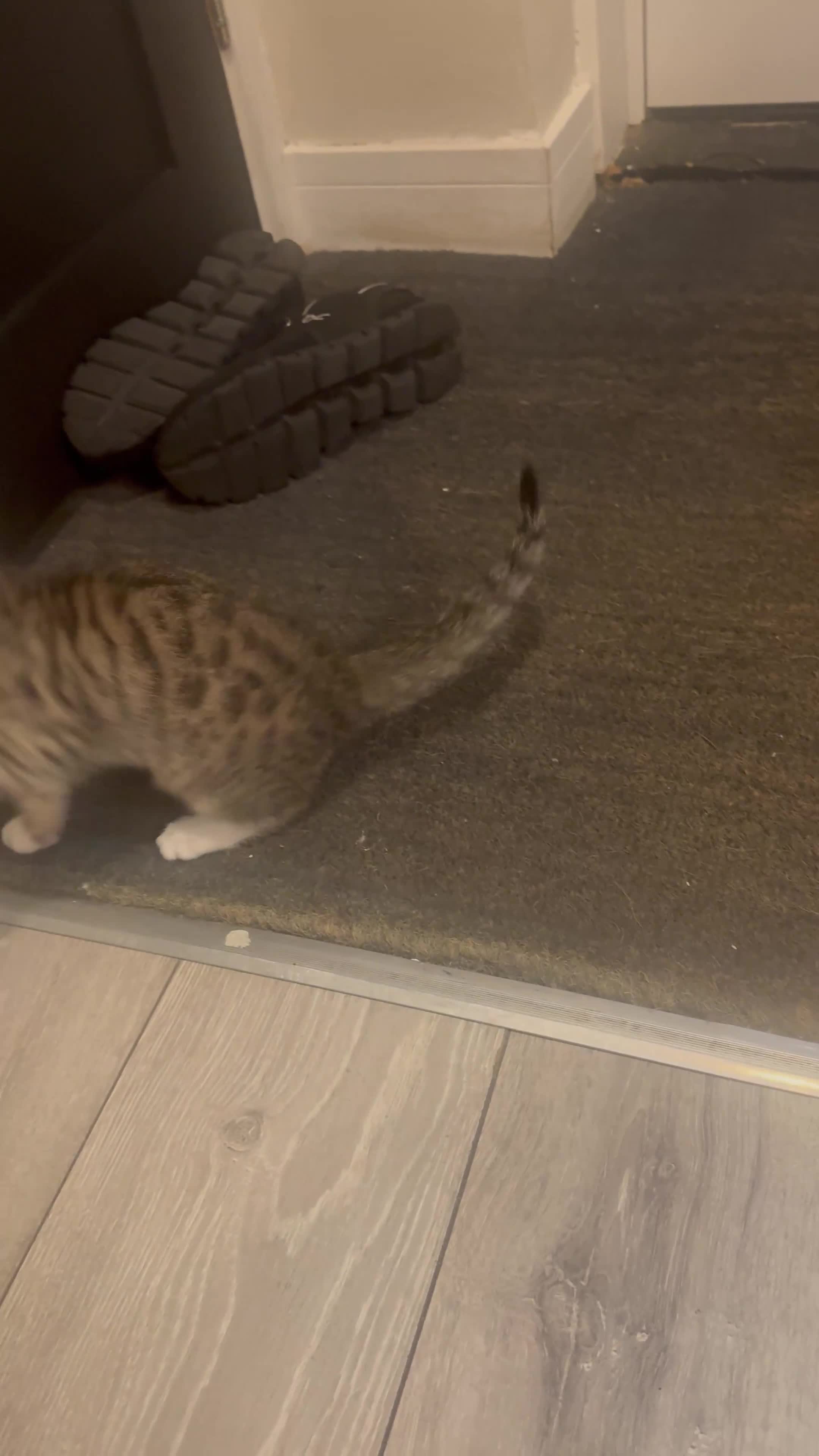 Mixed Breed cats for sale: Last blonde female left from litter of three. - Video 1