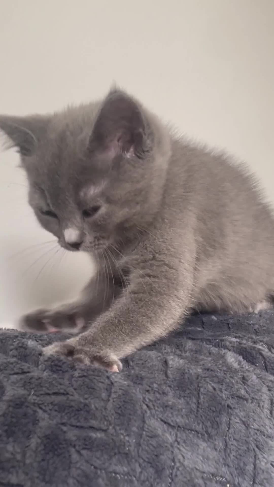 British Shorthair cats for sale: BSH x Ragdoll - Ready Now - Video 1