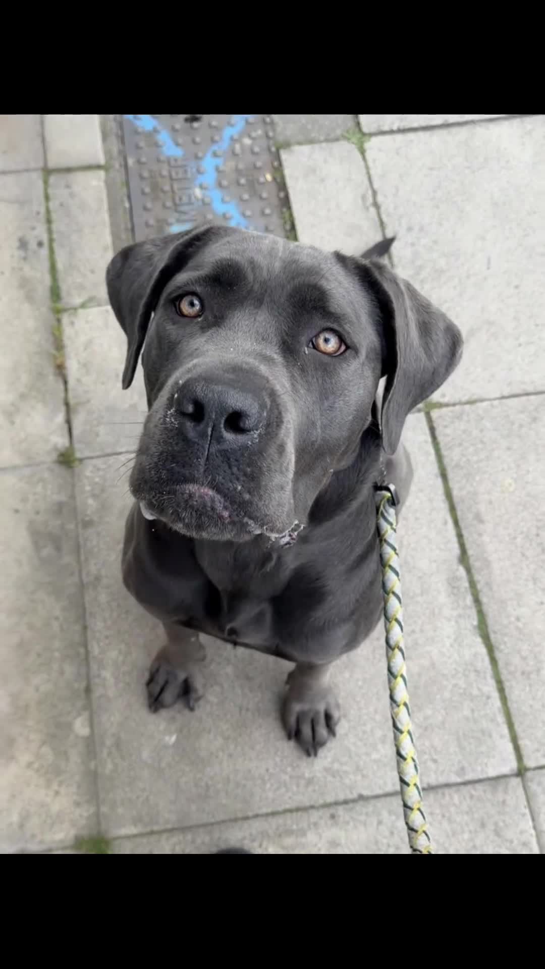 Cane Corso dogs for sale: 2 year old Female cane corso  - Video 1