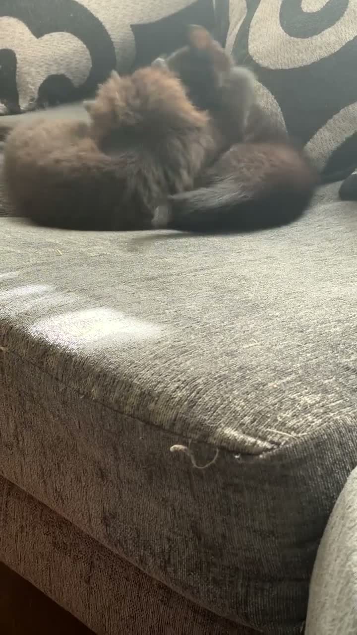 Mixed Breed cats for sale: Adorable litter of 3  - Video 3