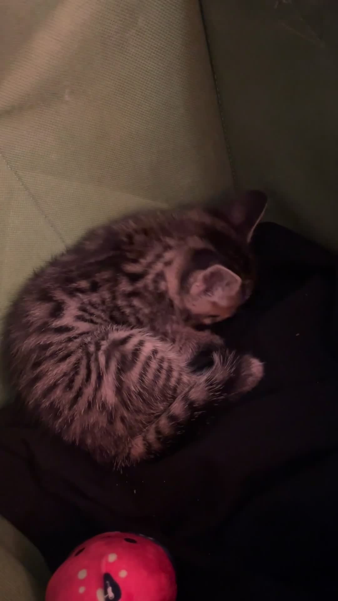 Mixed Breed cats for sale: Cute Kitten for sale! in Bristol - Video 1