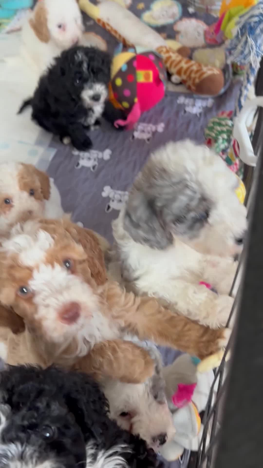 Cavapoo dogs for sale: Ready Now extensively health tested cavapoo - Video 1