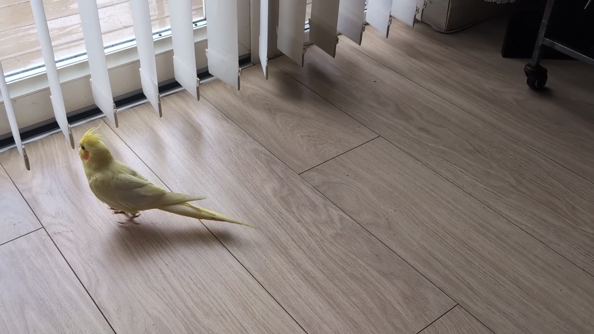 Cockatiels birds for sale: Tame lutino cockatiel London  - Video 1