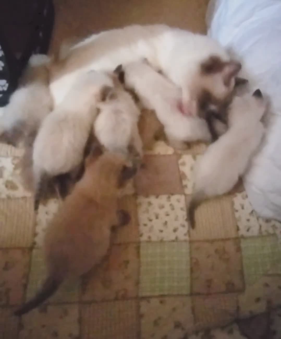 Ragdoll cats for sale: Pure bred Ragdolls need loving homes - Video 2