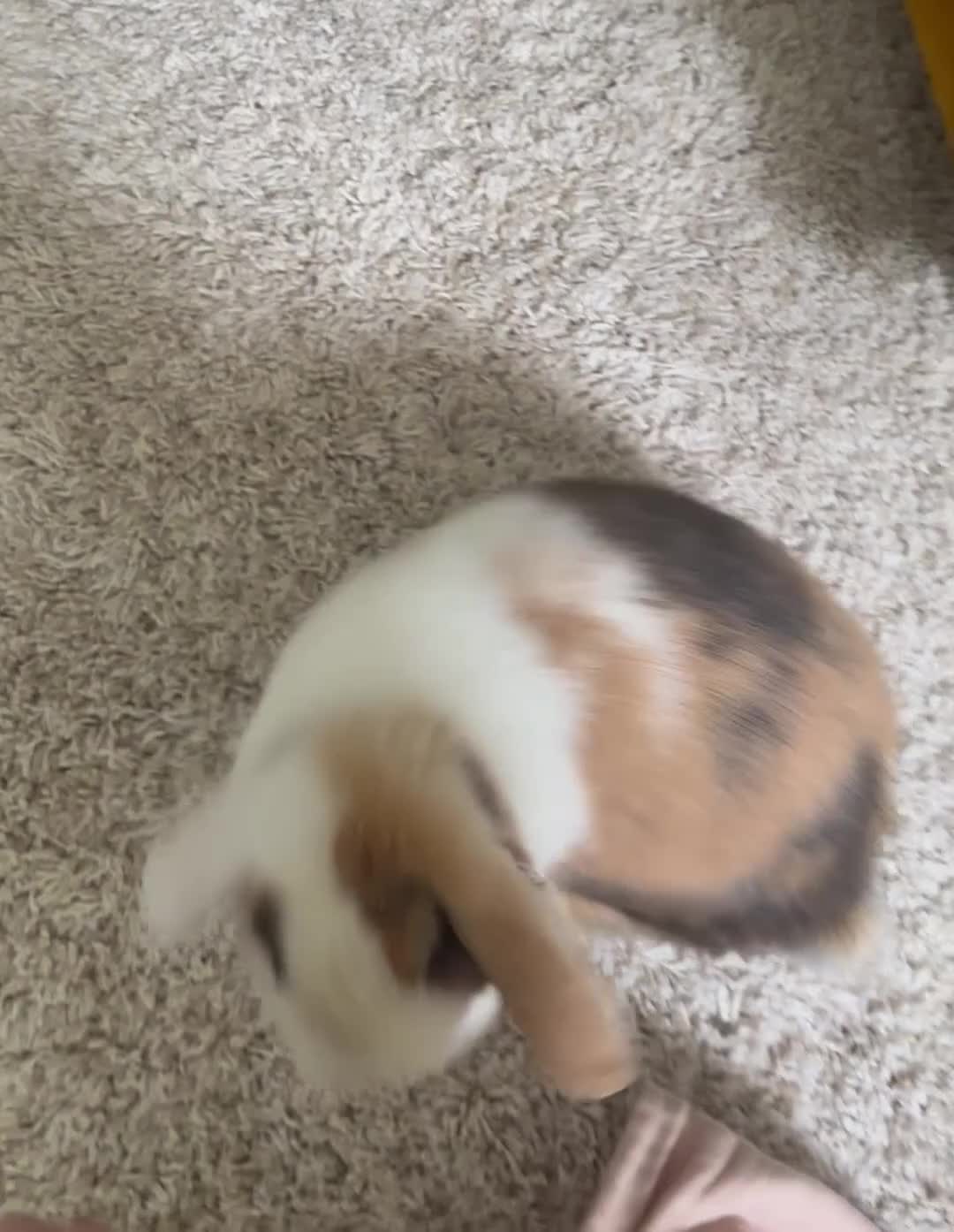 Mini Lop rabbits for sale: Spayed mini lop looking for forever home - Video 1