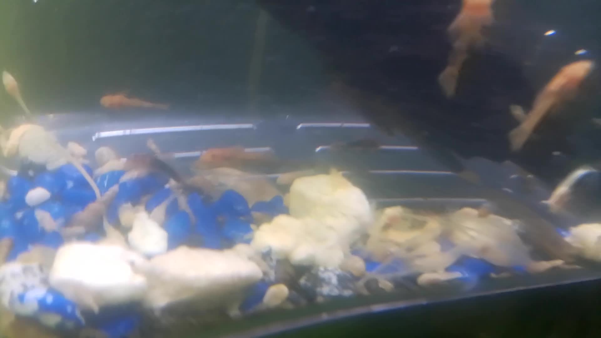 Plecos fish for sale: Calico/German red plecos - Video 2