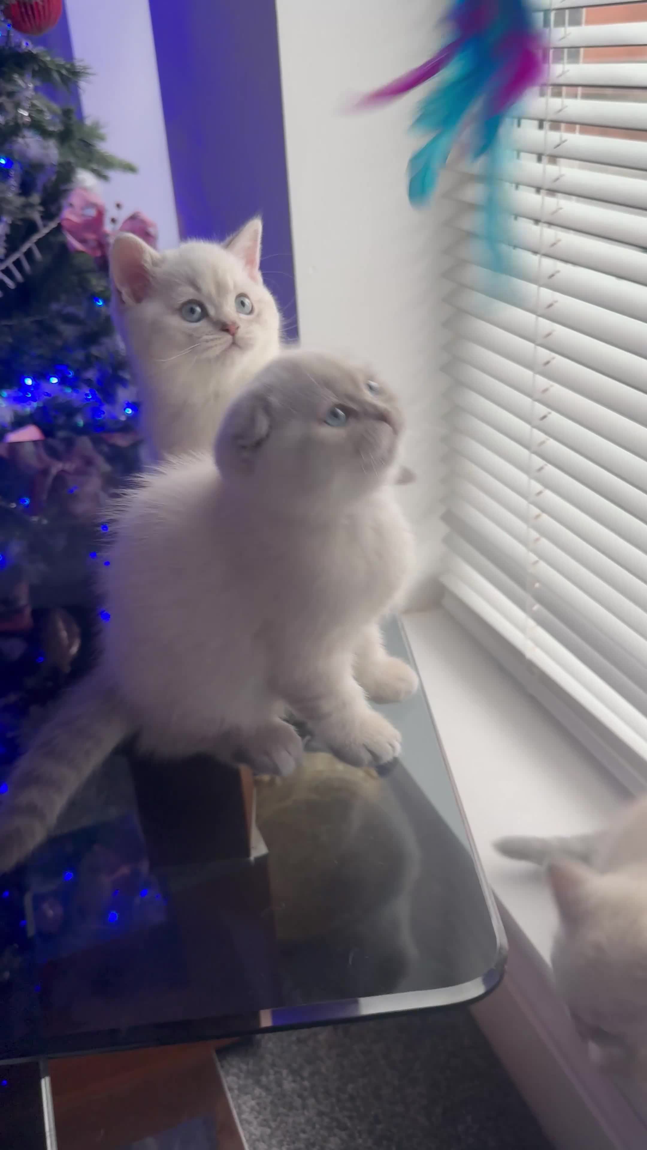 Scottish Fold cats for sale: 😻Stunning Pure breed Scottish fold kittens 😻 - Video 4