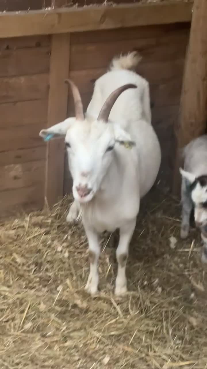 Goats livestock for sale: Two goats for sale dam and wether - Video 2
