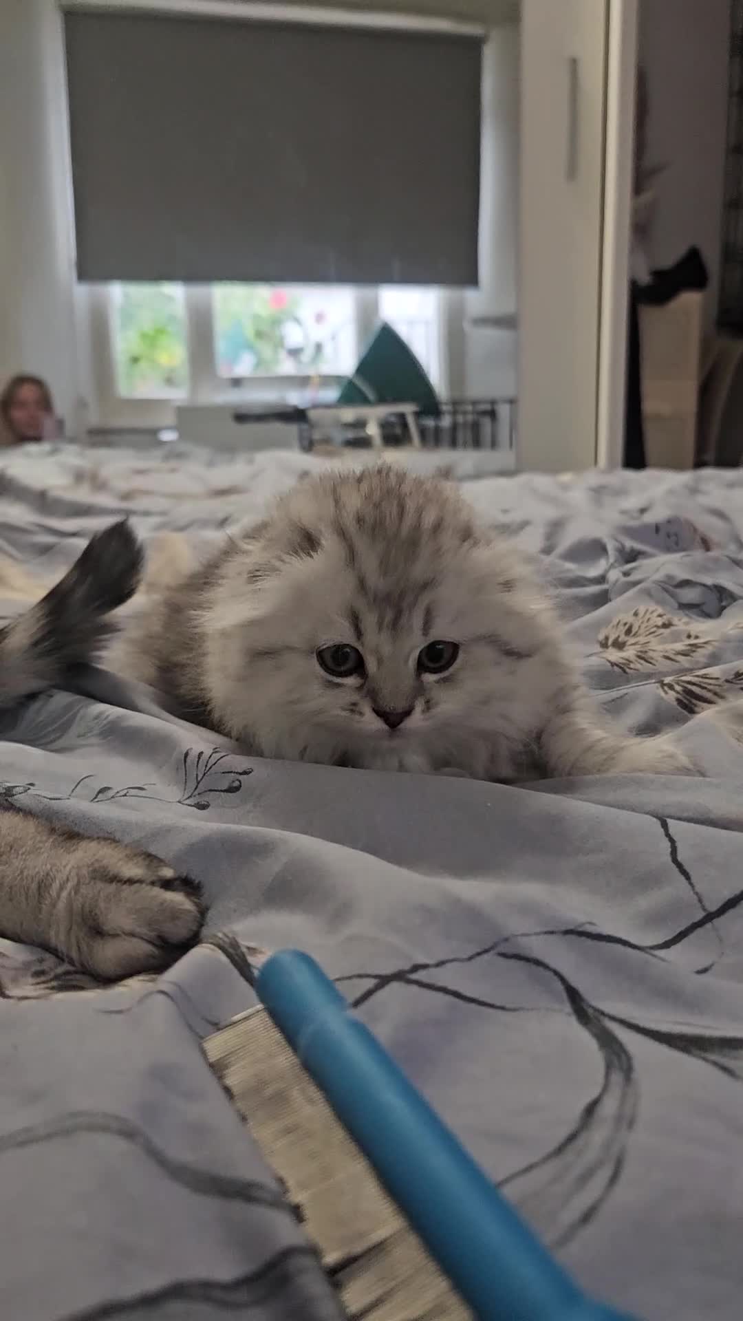 Scottish Fold cats for sale: Reduced💥Scottishfold tica kittens london  - Video 3