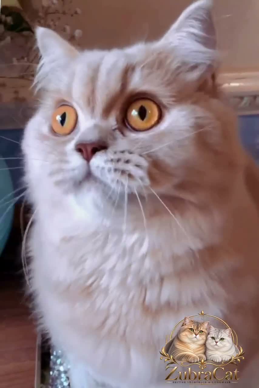British Longhair cats for sale: ⭐️GCCF BLH Golden Lilac Girl💝 - Video 1