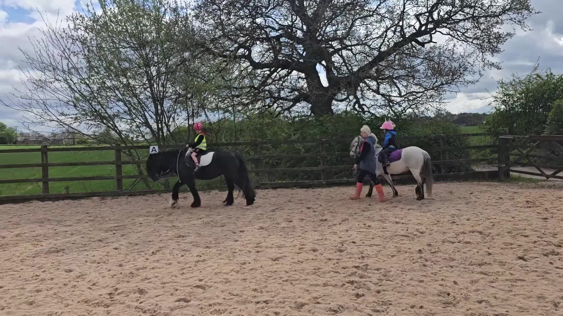 Welsh Section A horses for sale: Welsh a mare - Video 1