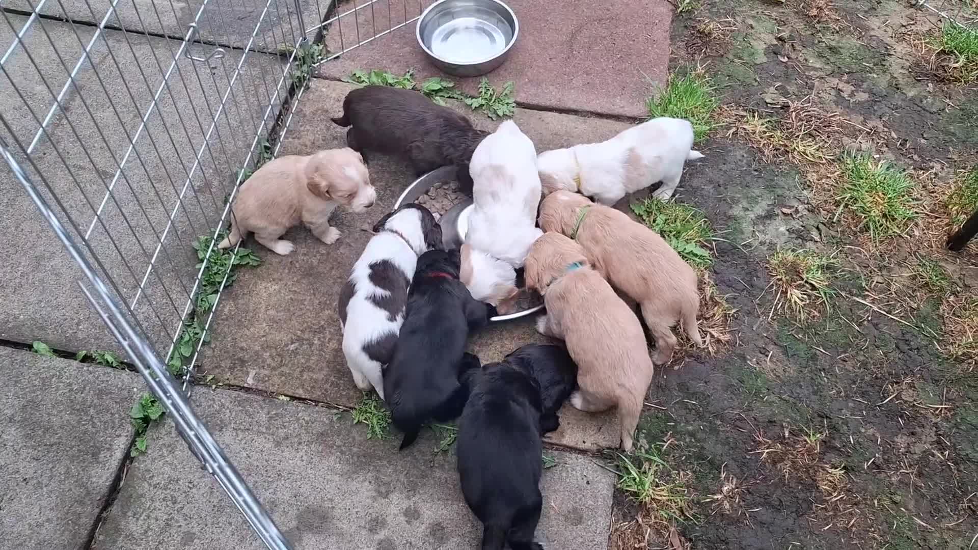 Cocker Spaniel dogs for sale: Stunning Working Cocker Spaniel Puppies for Sale in Darlington - Video 3