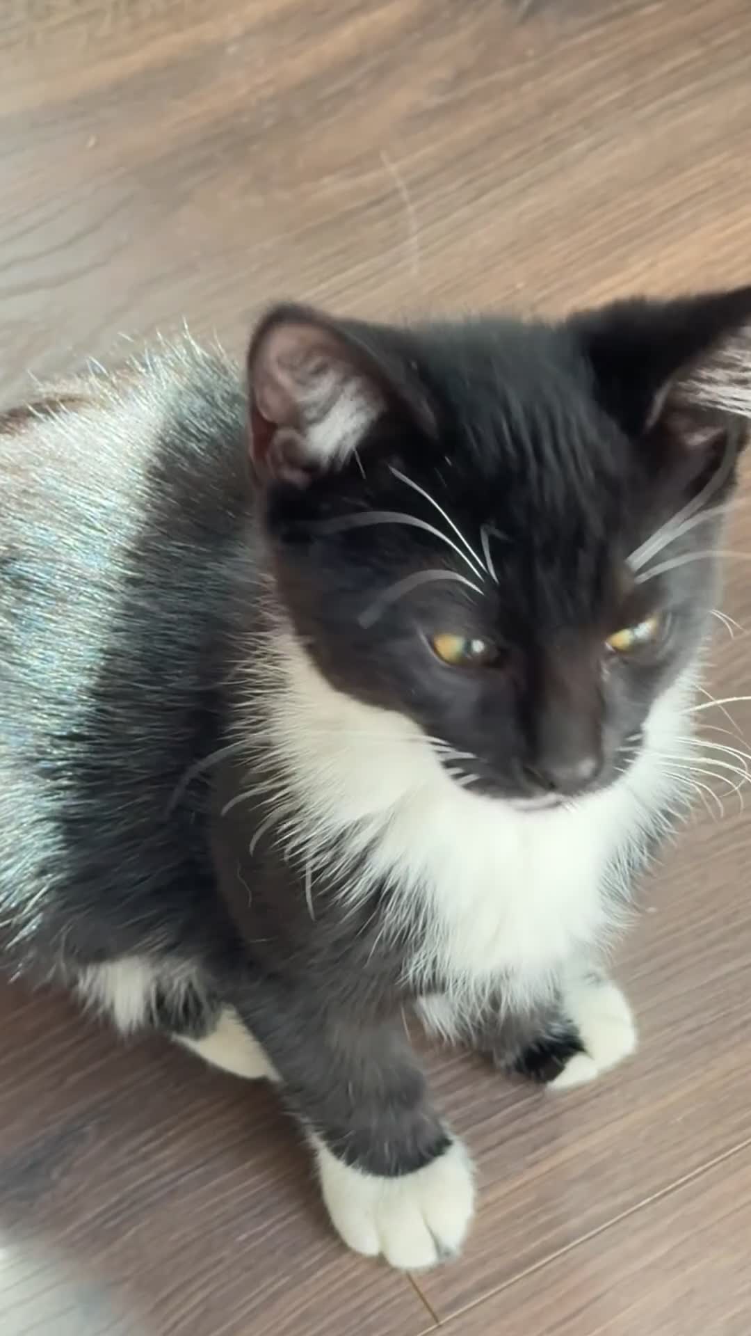 Mixed Breed cats for sale: 2 tuxedo female cat  - Video 1