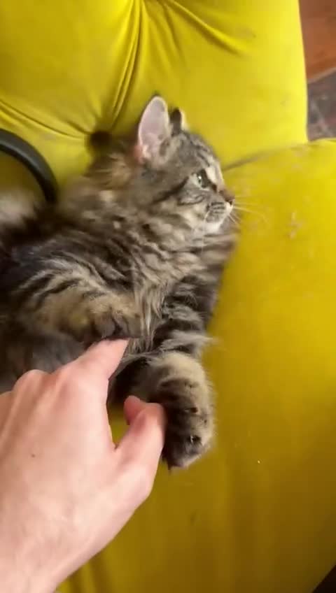 Mixed Breed cats for sale: Litter of 5 ragdoll tabby mixes  - Video 3
