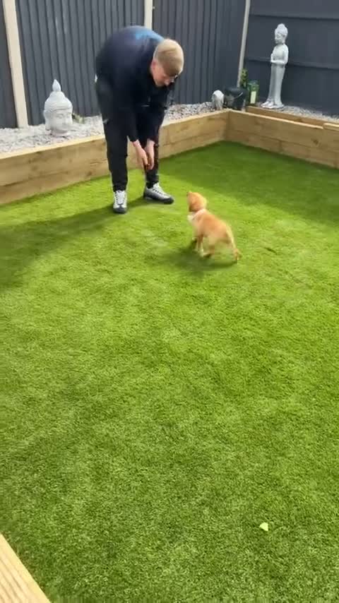 Labrador Retriever dogs for sale: MALIBOO - Video 1