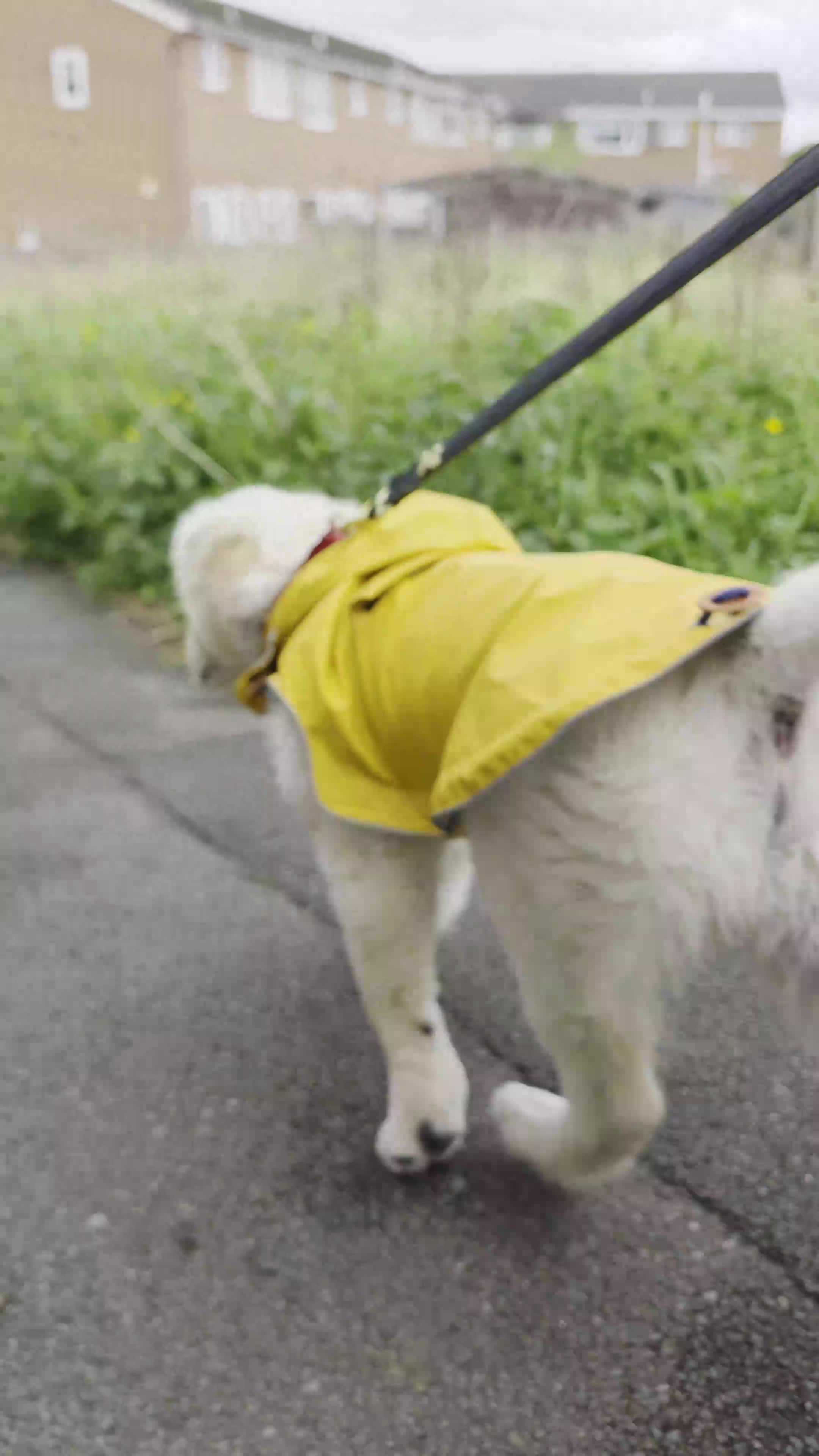 Golden Retriever dogs for sale: Golden Retriever George  in Wigan - Video 1