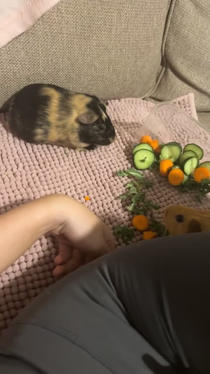 Mixed Breed rabbits for sale: 2 friendly guinea pigs for sale  in Thurso - Video 5