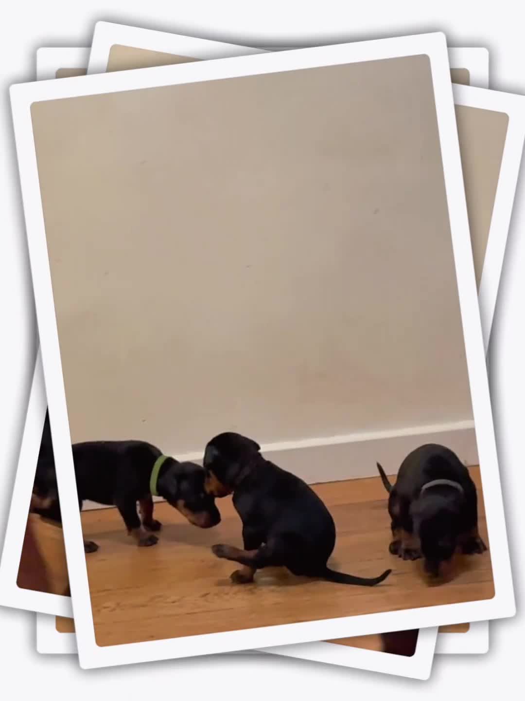 Dobermann dogs for sale: 🌟🌟KC Dobermanns - 38+ Champions in Bloodline🌟🌟 in London - Video 1