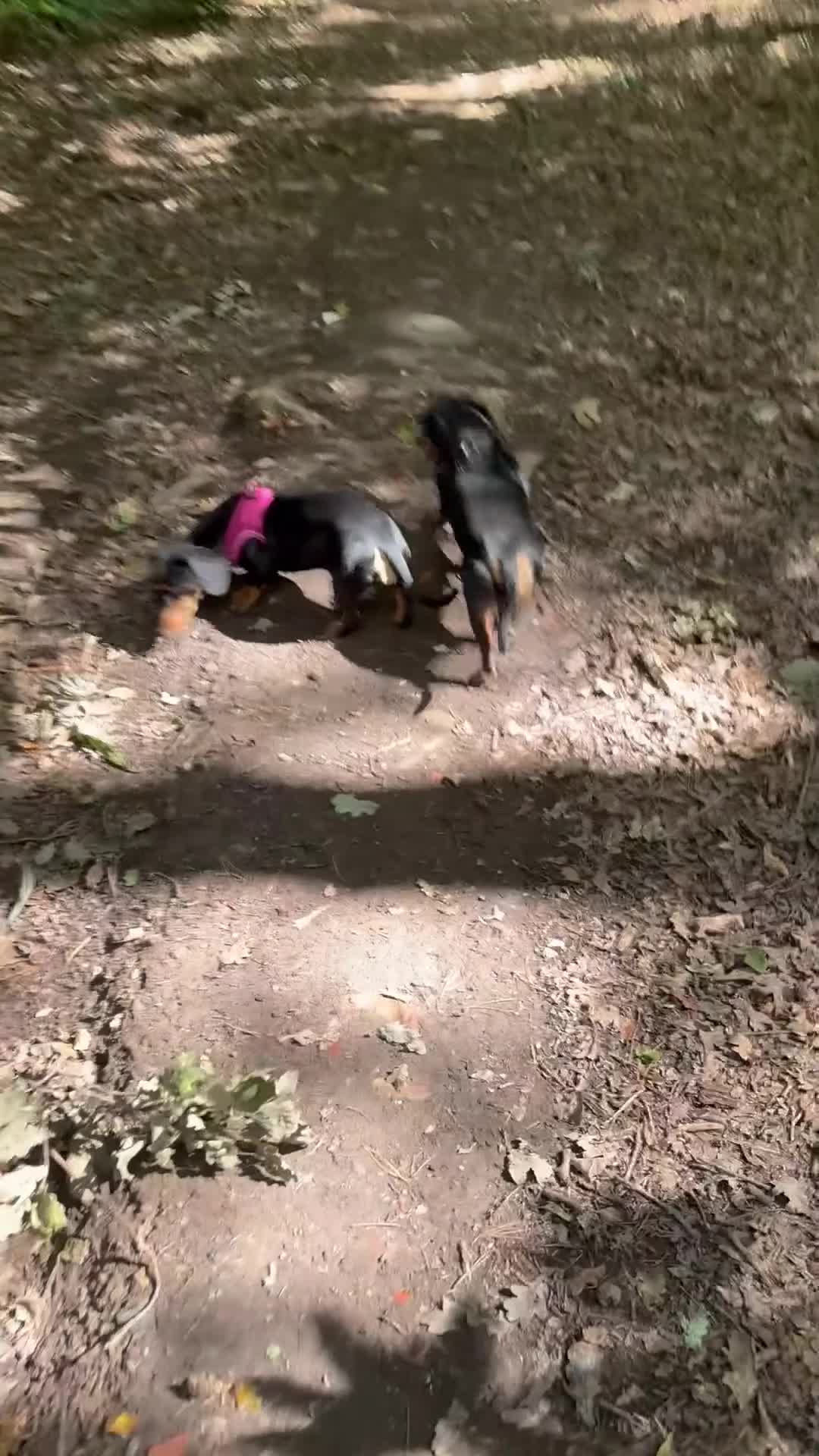 Miniature Dachshund dogs for sale: Heart breaking sale two Beloved female dachshunds  - Video 1