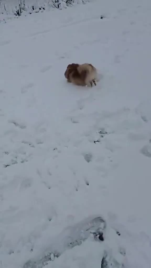 Pomeranian dogs for sale: Stunning KC Pomeranian female 🏆🎖 - Video 2