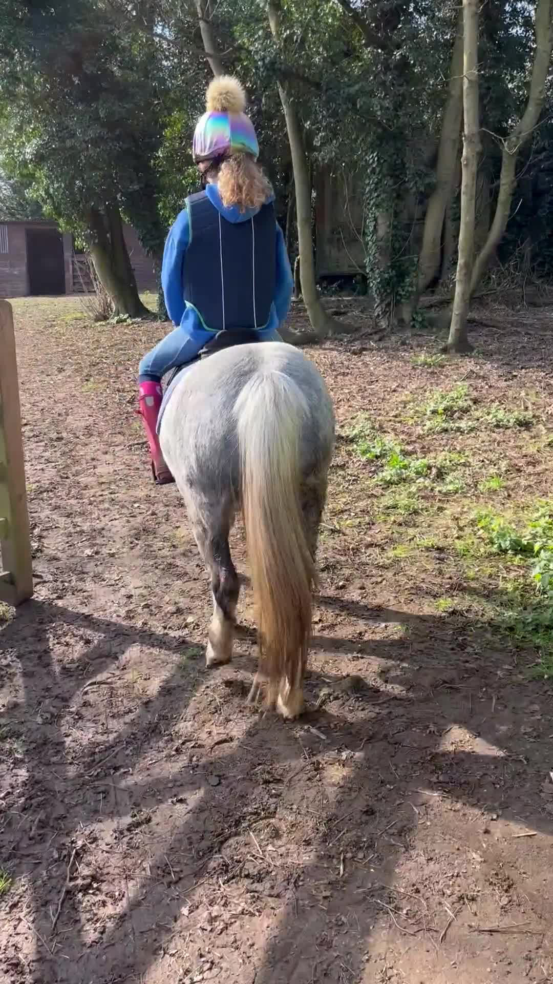 Welsh Section A horses for sale: Fortrose clementine  - Video 1