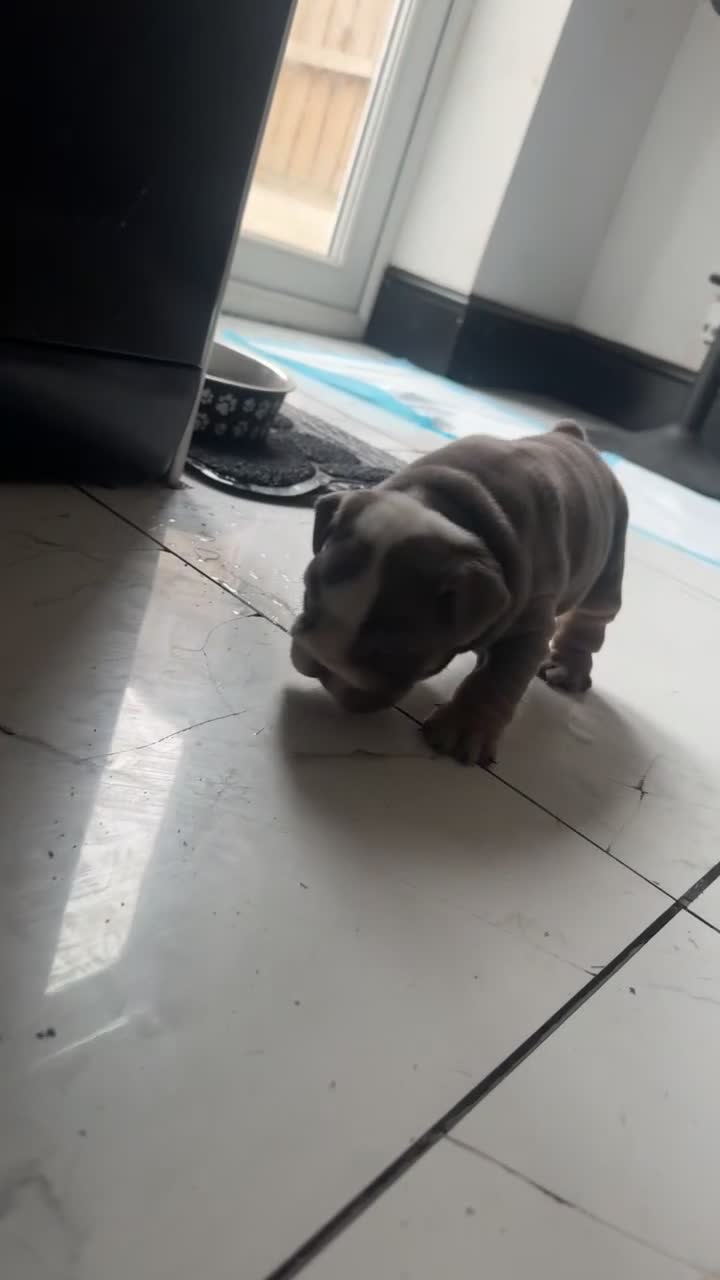 English Bulldog dogs for sale:  Blue&tan bulldog  in Manchester - Video 1