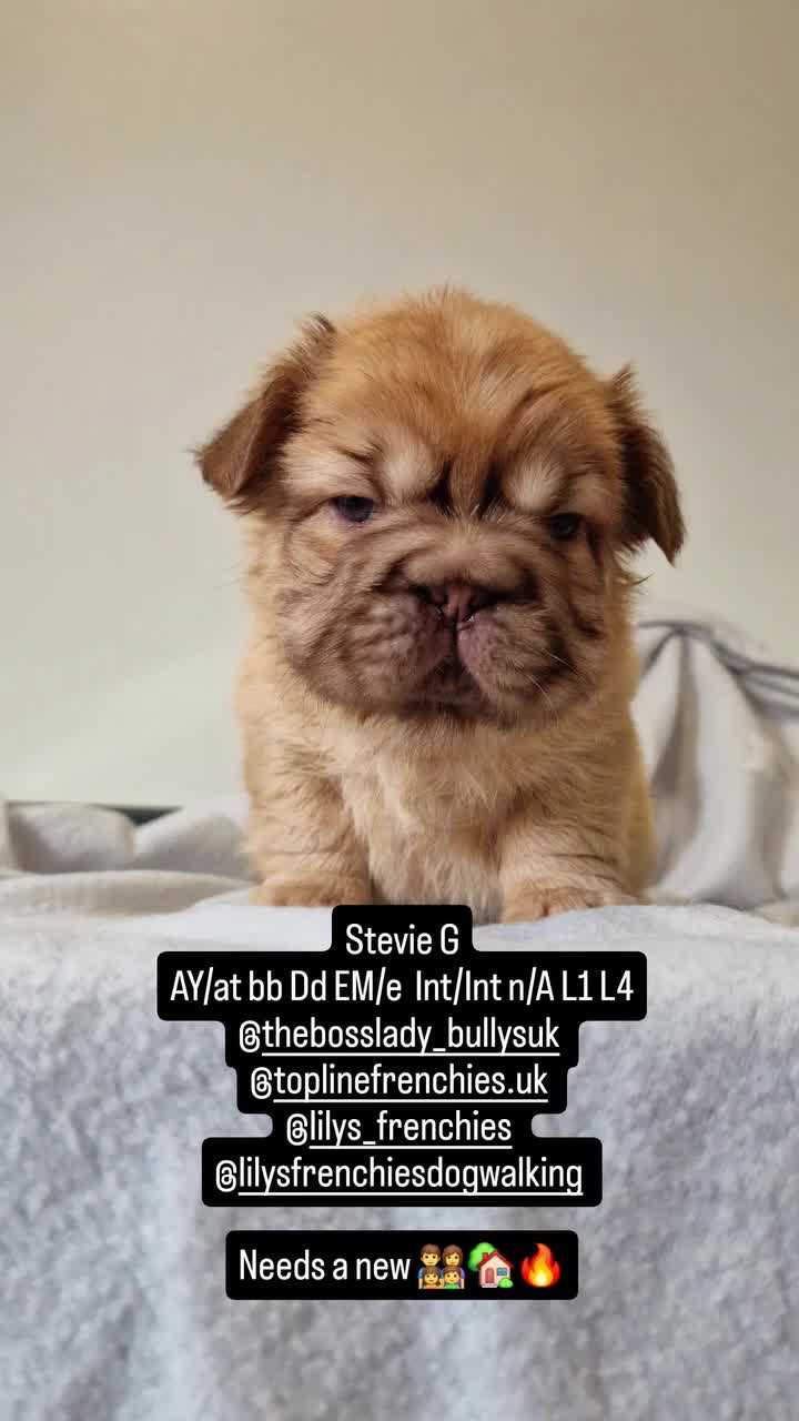 French Bulldog dogs for sale: FRENCH BULLDOGS  - Video 2