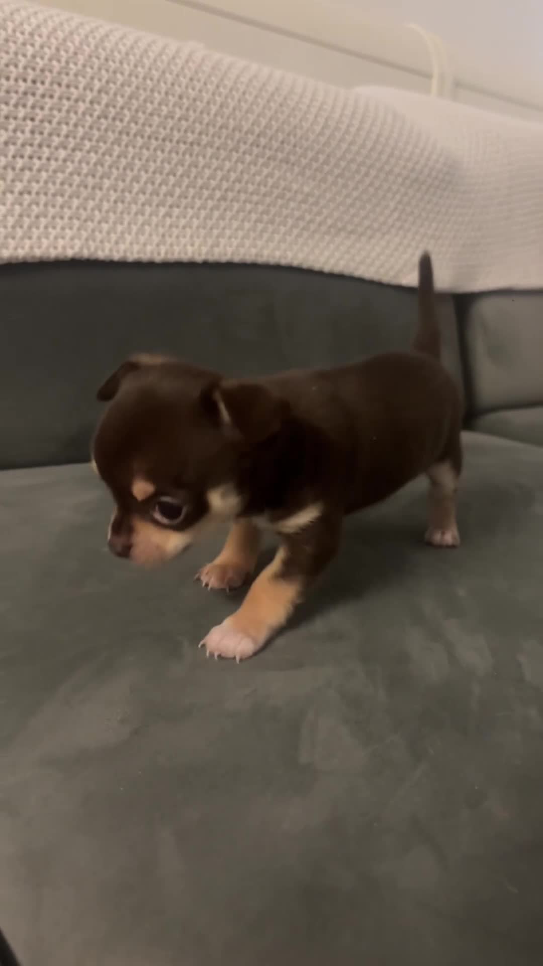Chihuahua dogs for sale: Tiny chihuahua puppy ready to go now in Nottingham - Video 2