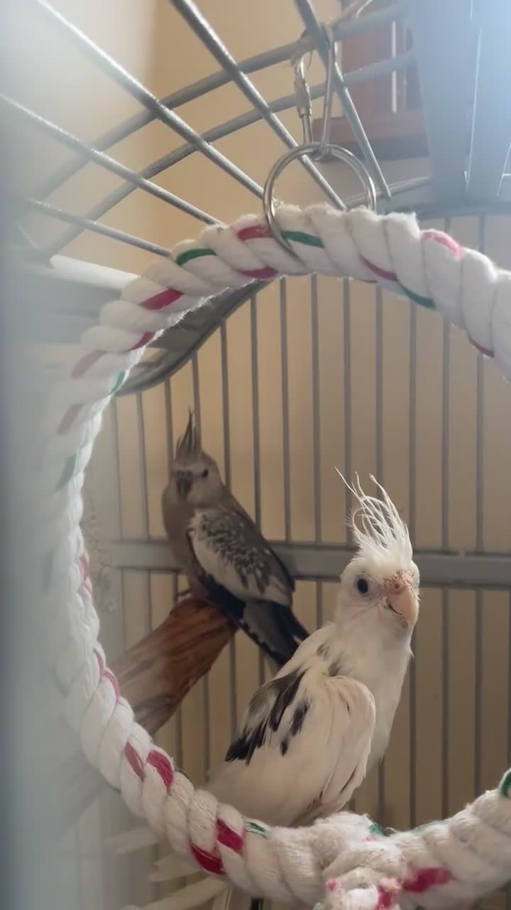 Cockatiels birds for sale: Male cockatiel ( young, not handled) - Video 1
