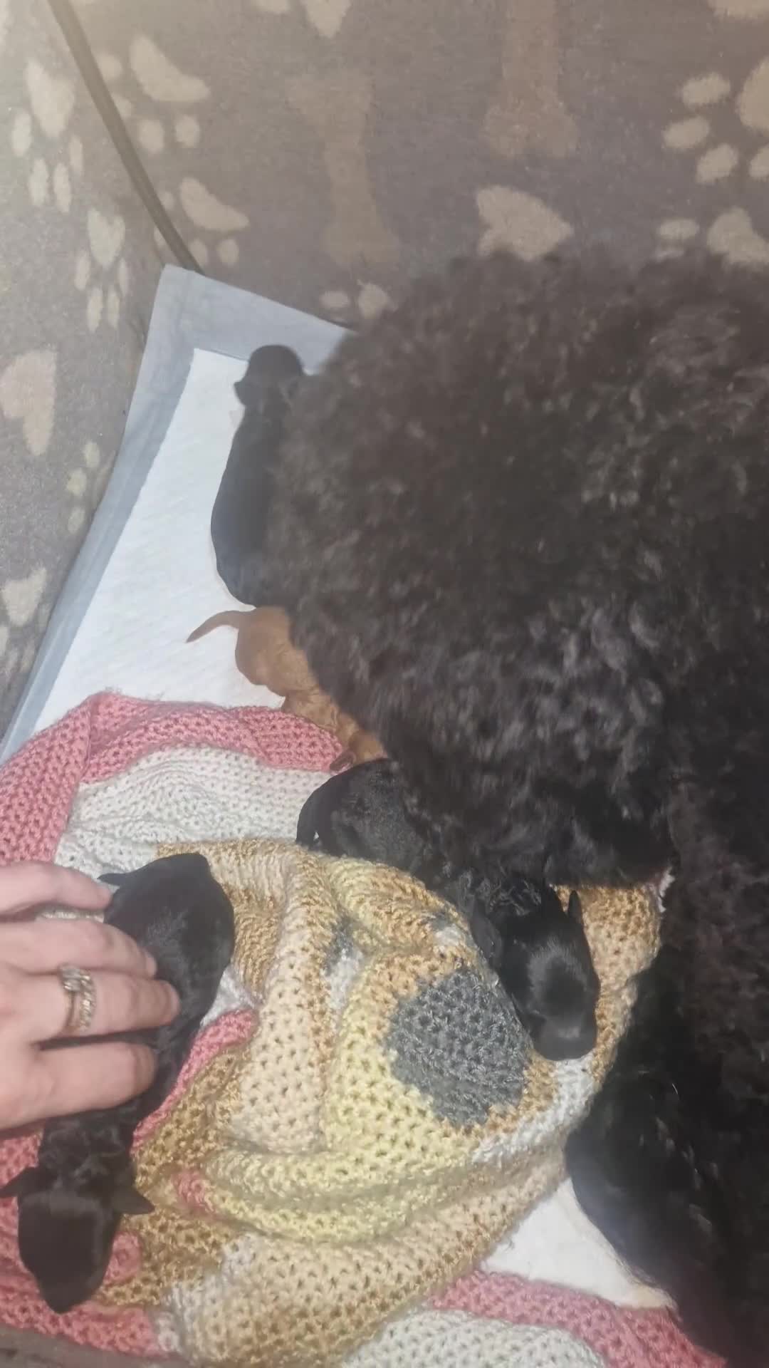 Cockapoo dogs for sale: Toy cockerpoos  - Video 1