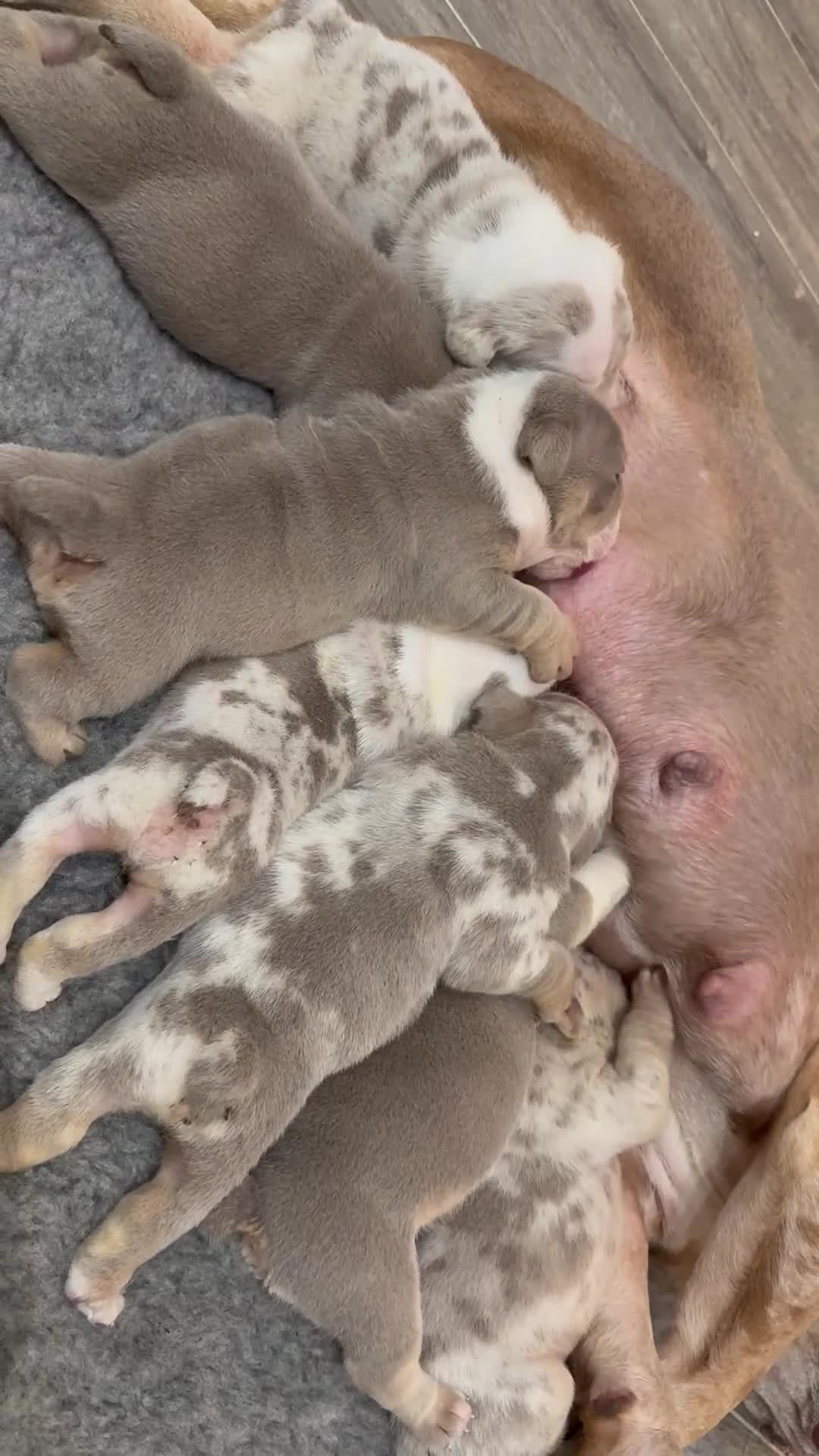 English Bulldog dogs for sale: English bulldog puppies  - Video 1