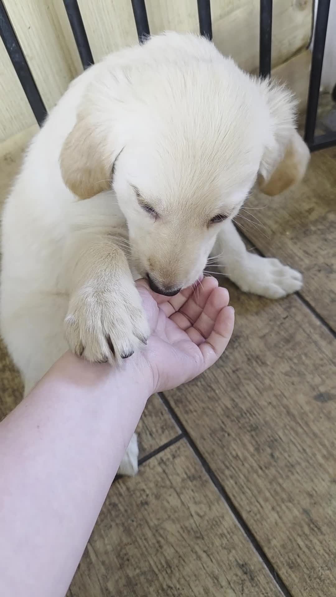 Golden Shepherd dogs for sale: Beautiful girl - Video 1