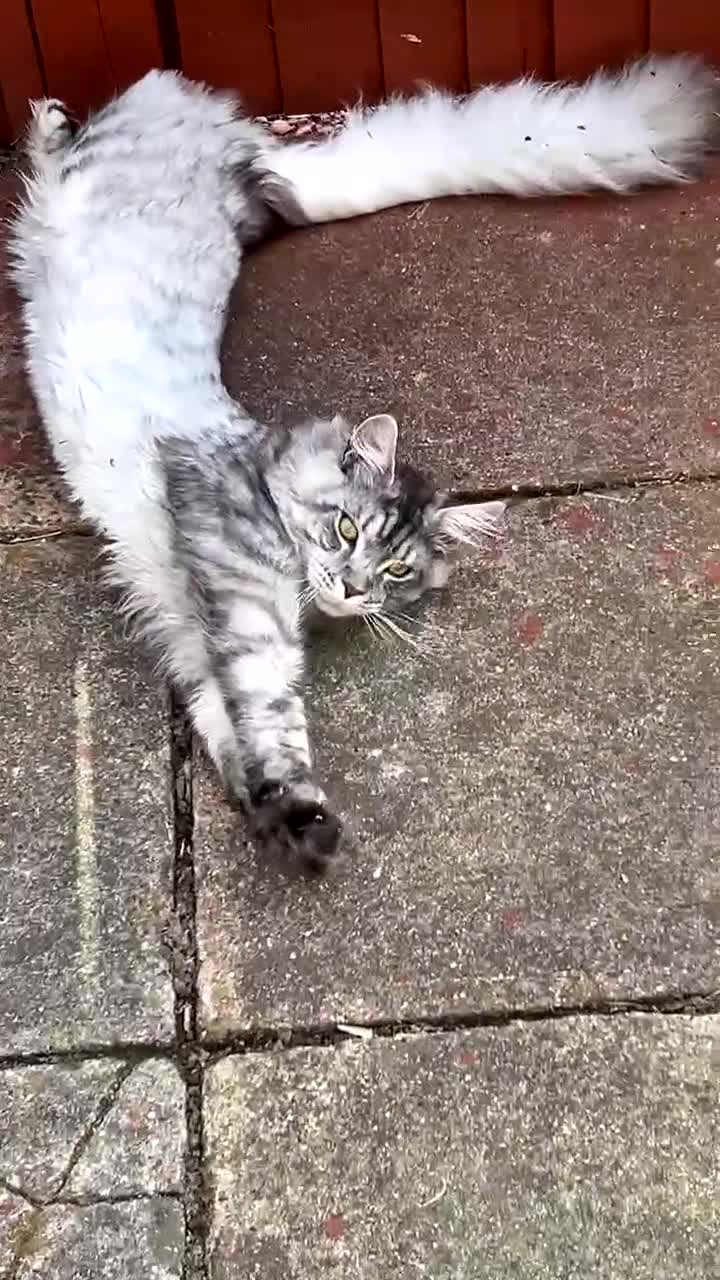 Maine Coon cats for sale: Maine Coon Male For Sale - TITAN - Video 3