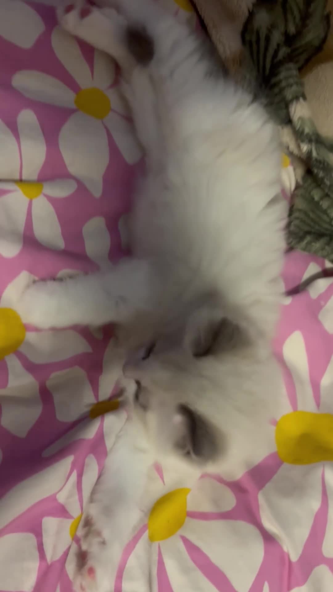 Ragdoll cats for sale: 1 beautiful boy blue eyed pure ragdoll - Video 1