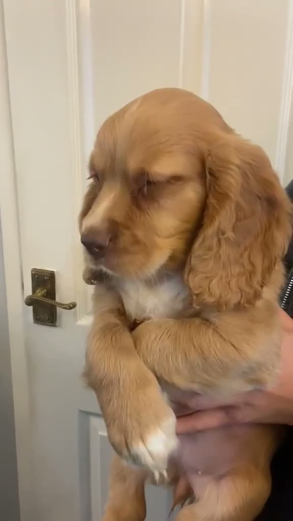 Cocker Spaniel dogs for sale: Cocker spaniel puppies  in York - Video 2