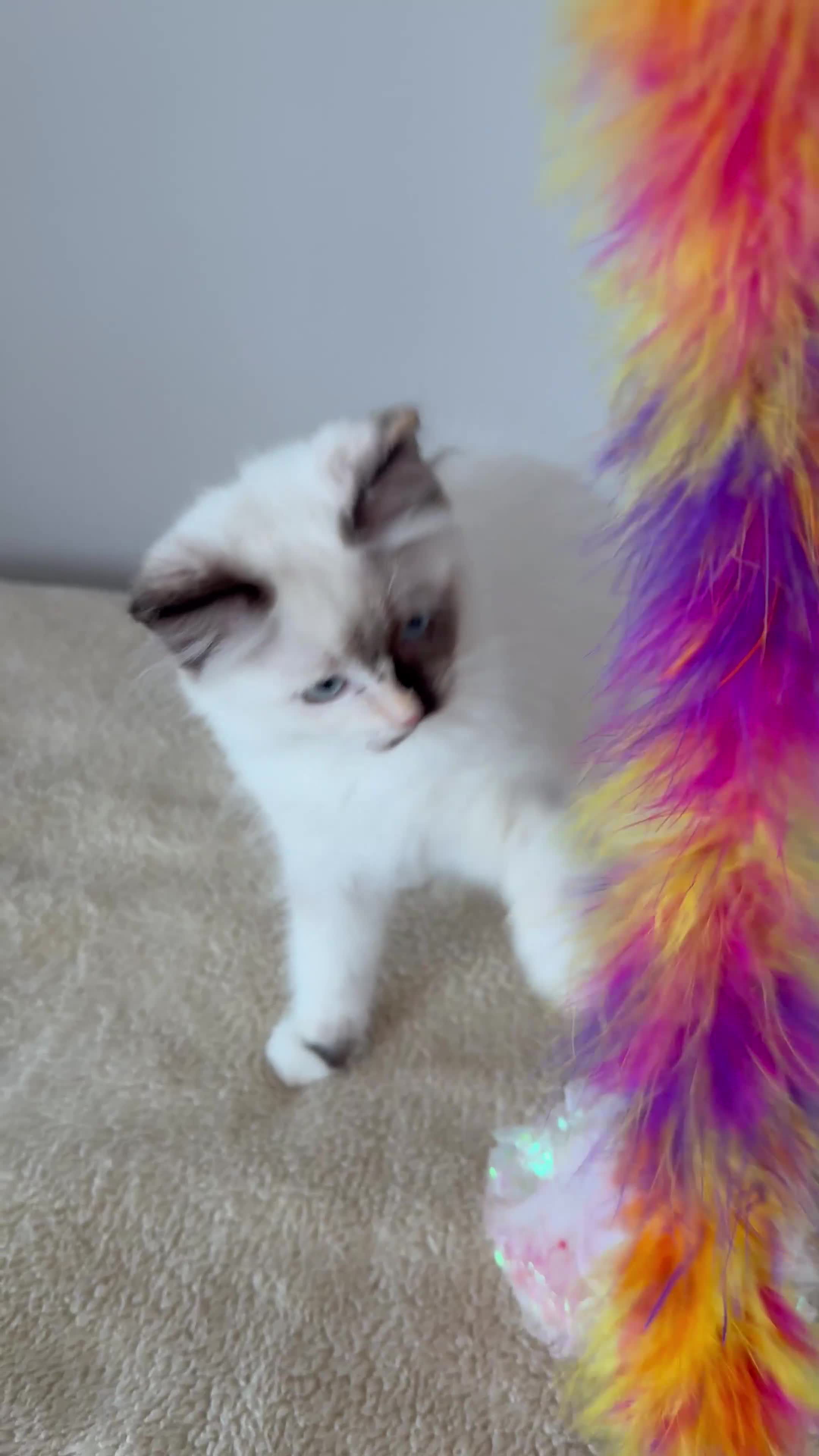 Ragdoll cats for sale: Beautiful Ragdoll kittens  ** LAST ONE ** - Video 1