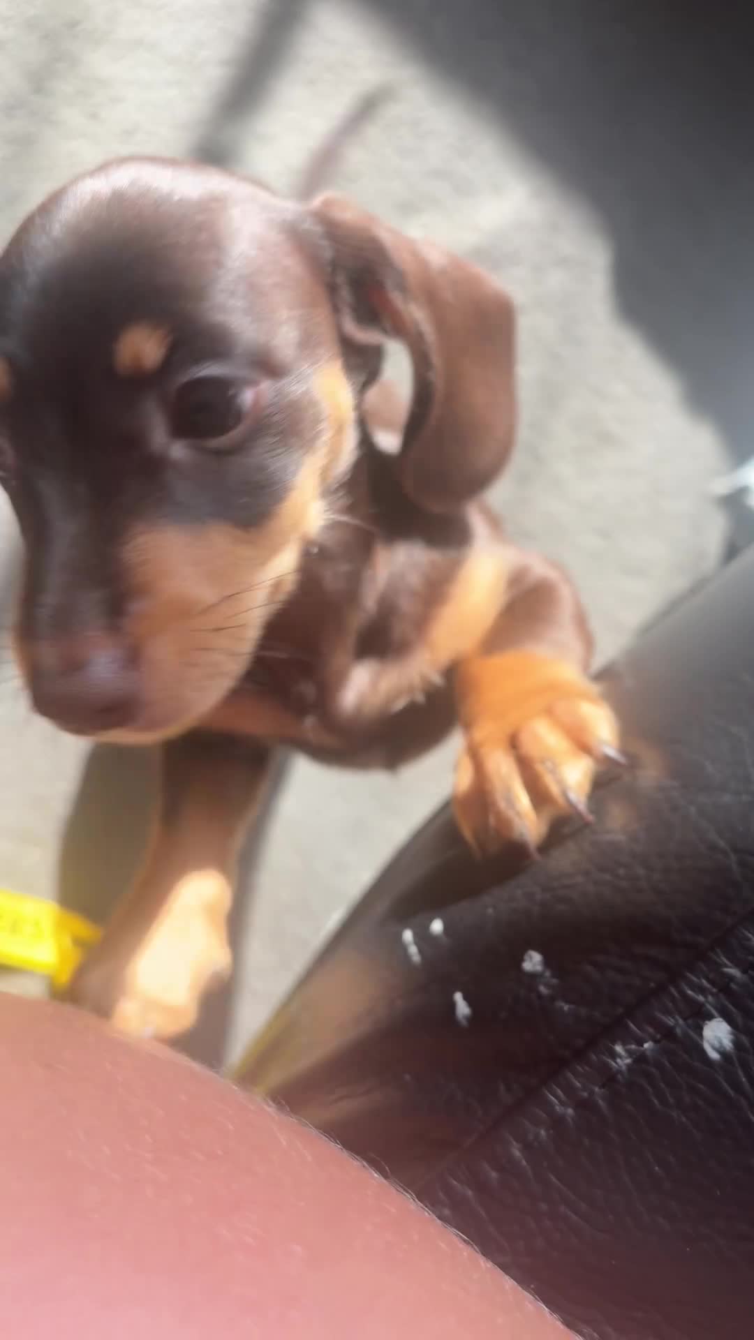Miniature Dachshund dogs for sale: Miniature dachshund in Cardiff - Video 1