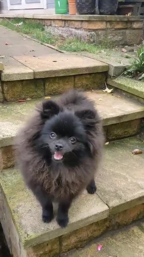 Pomeranian dogs for sale: Pom puppys with Kc reg , pedigree for sale - Video 1