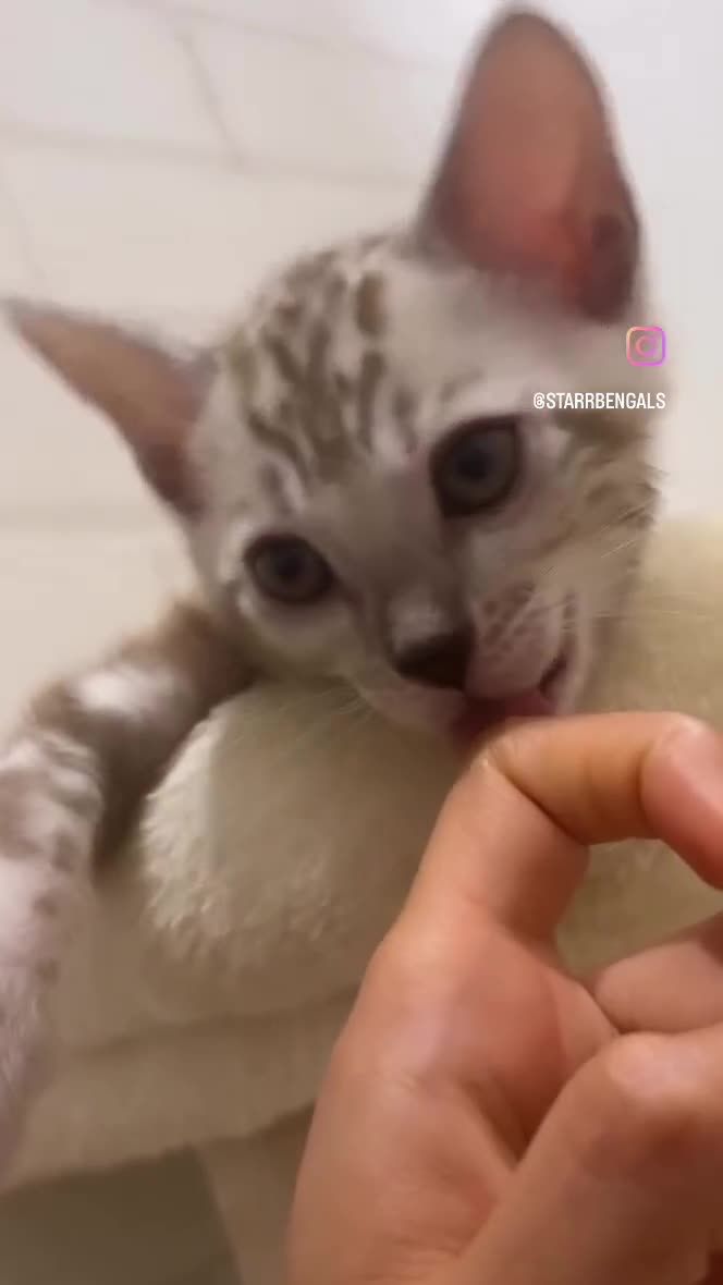 Bengal cats for sale: 🌟pedigree bengal kittens🌟 - Video 3