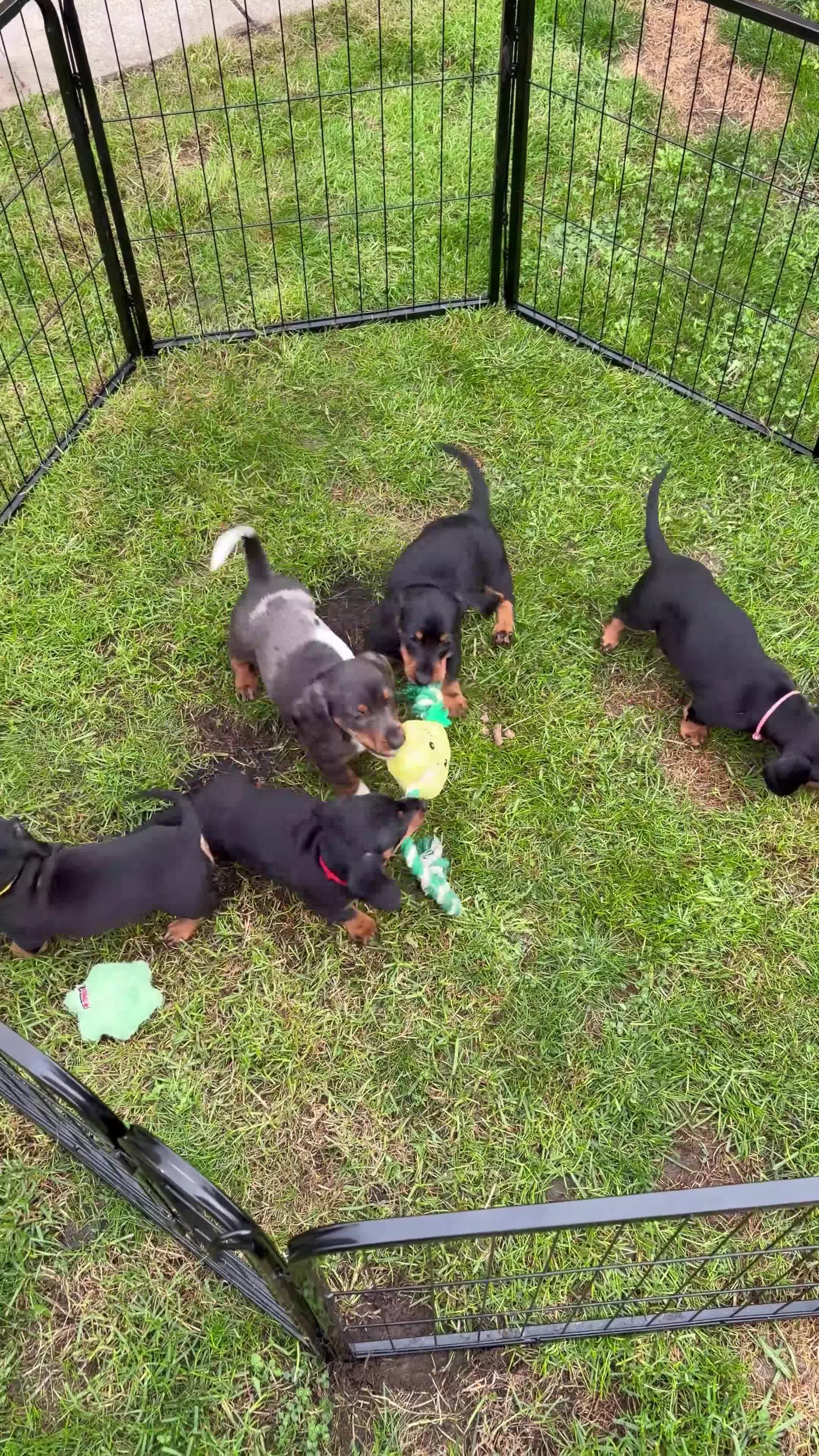 Miniature Dachshund dogs for sale: LAST GIRL!!🐶🖤KC MINIATURE DACHSHUND PUPPIES🖤🐶 - Video 3