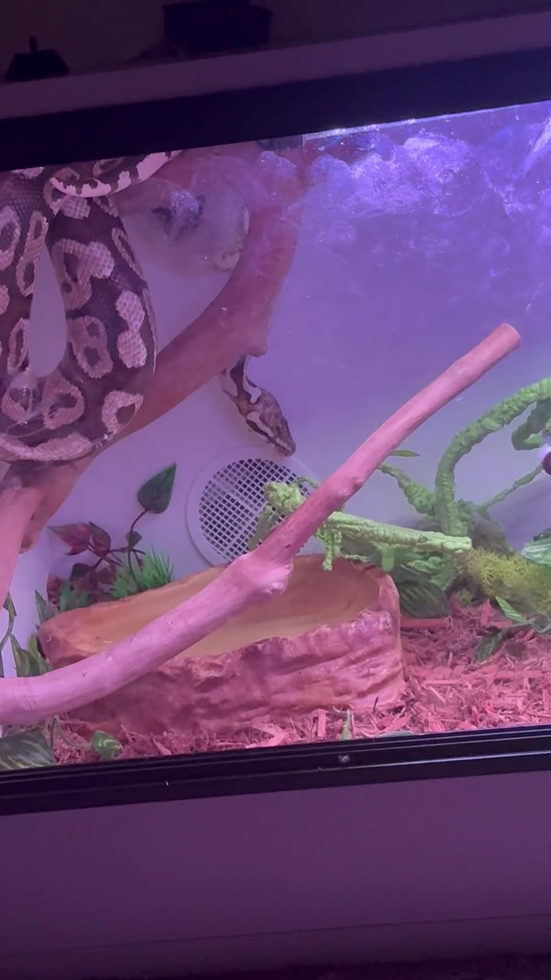 Python Snake reptiles for sale: Royal Python - Free to a good home - Video 1